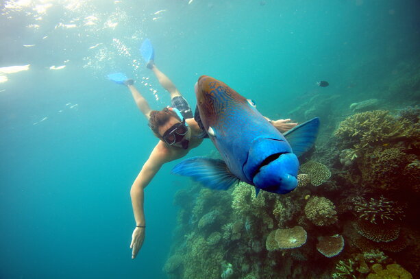 Snorkeling at the Great Barrier Reef There should be a picture of me here that shows me snorkeling at the Great Barrier Reef