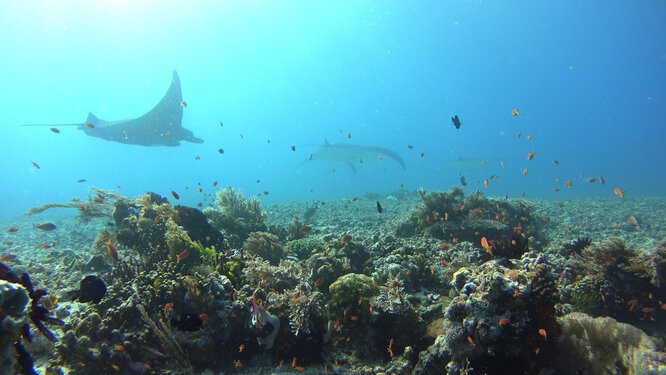 Diving with Manta Rays There should be a picture of me diving with Manta Rays