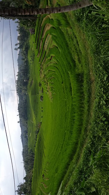 Rice terasses in Bali There should be a picture of rice terasses here