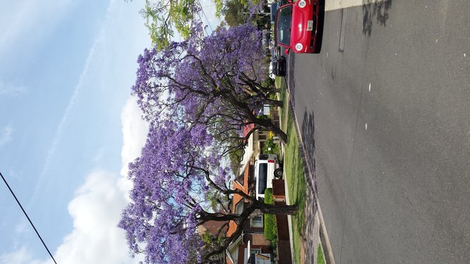 Spring in Sydney is beautiful Here should be a picture of blooming trees during spring